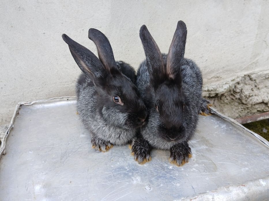 Кролі.кролики...