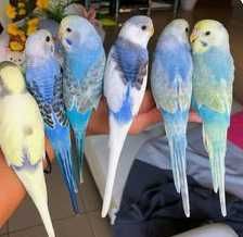 Волнистые попугаи разного окраса и клетки