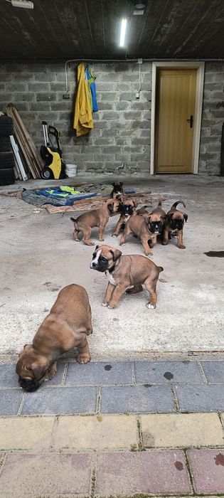 Szczenię bokser rasowe