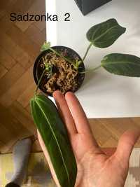 Anthurium Warocqueanum rezerwacja