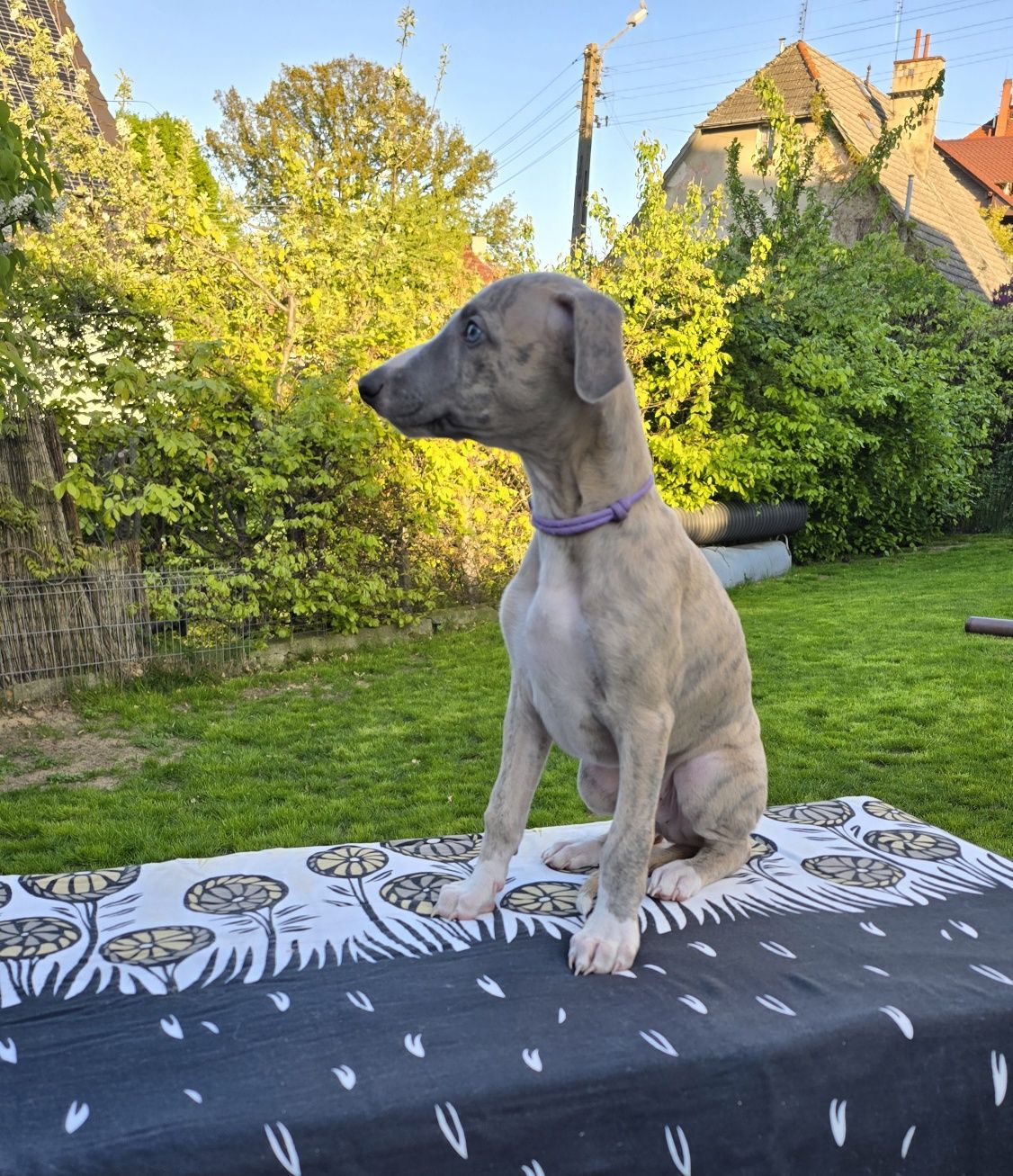 Whippet piesek FCI