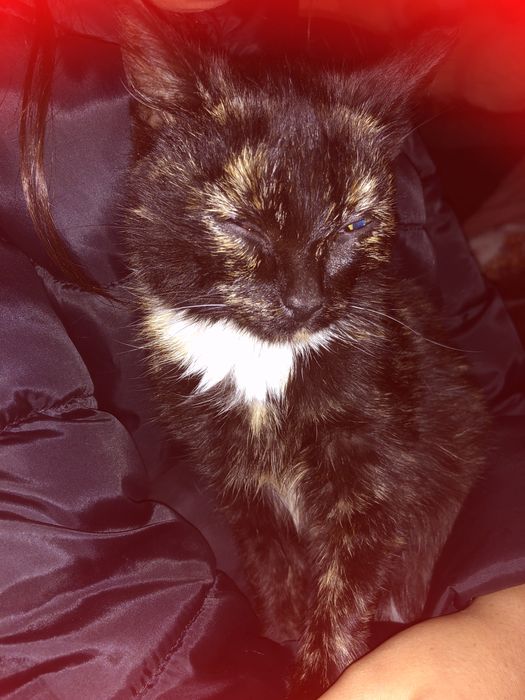 Віддам в добрі руки кицю 3-4 місяці