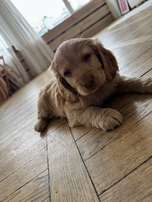 Маленькі цуцики спаніеля . Дітки з документами