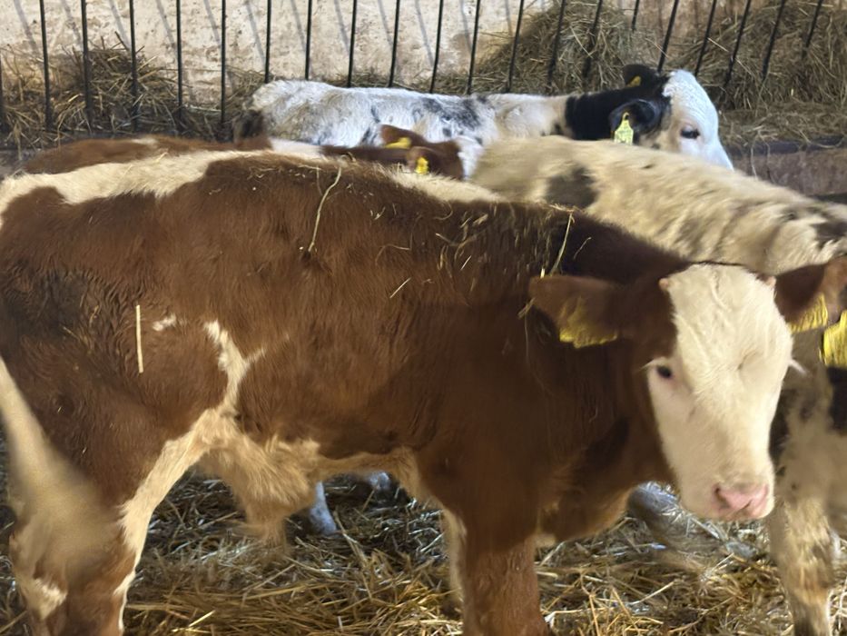 Byczki mięsne bez mleka