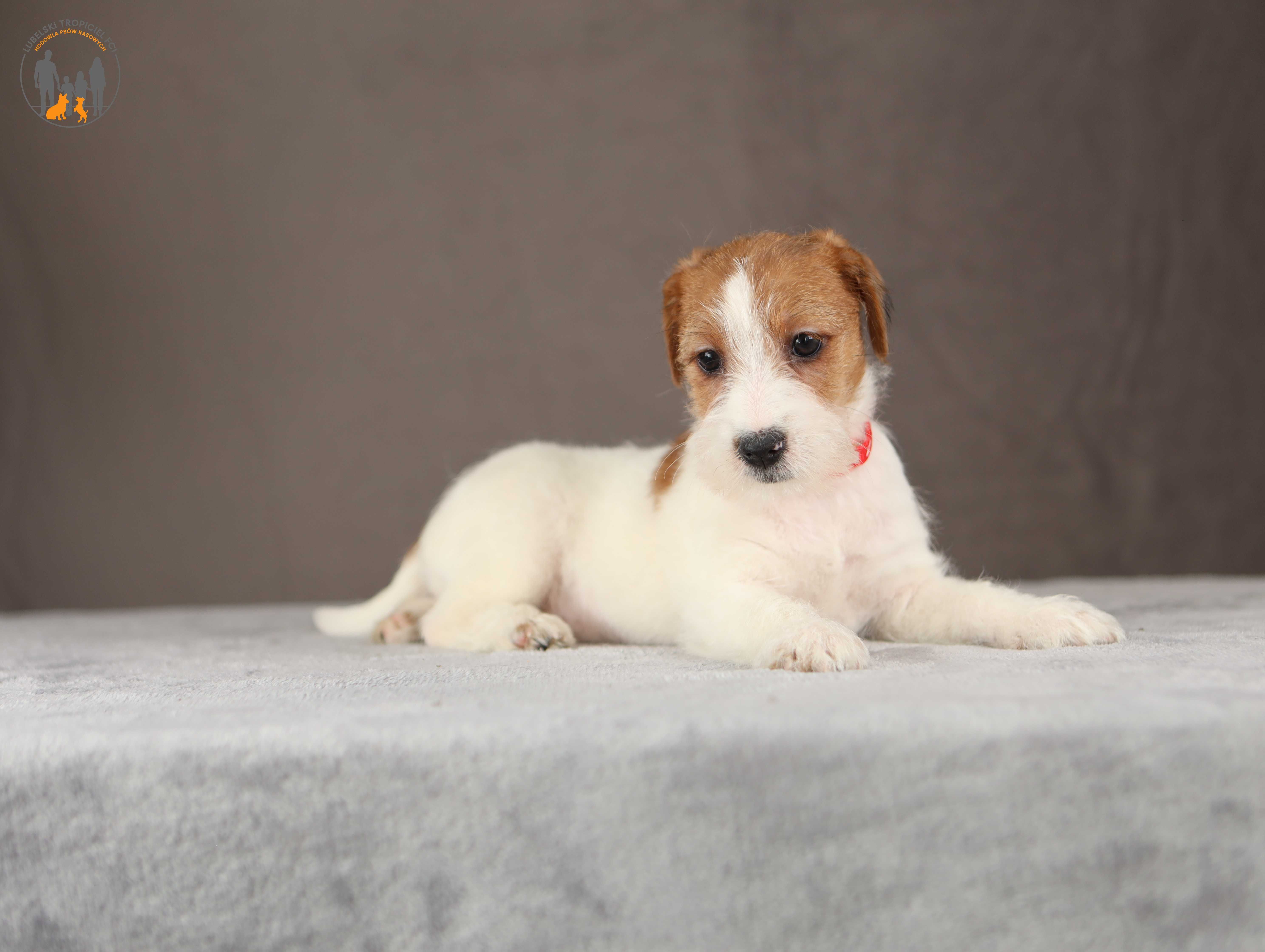 Jack Russell Terrier ZKwP FCI suczka po CH.PL rezerwacja