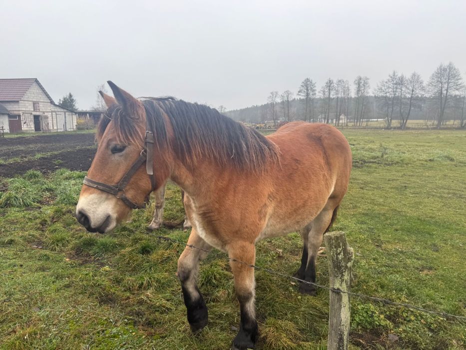 Sprzedam konie zimnokrwisty polski
