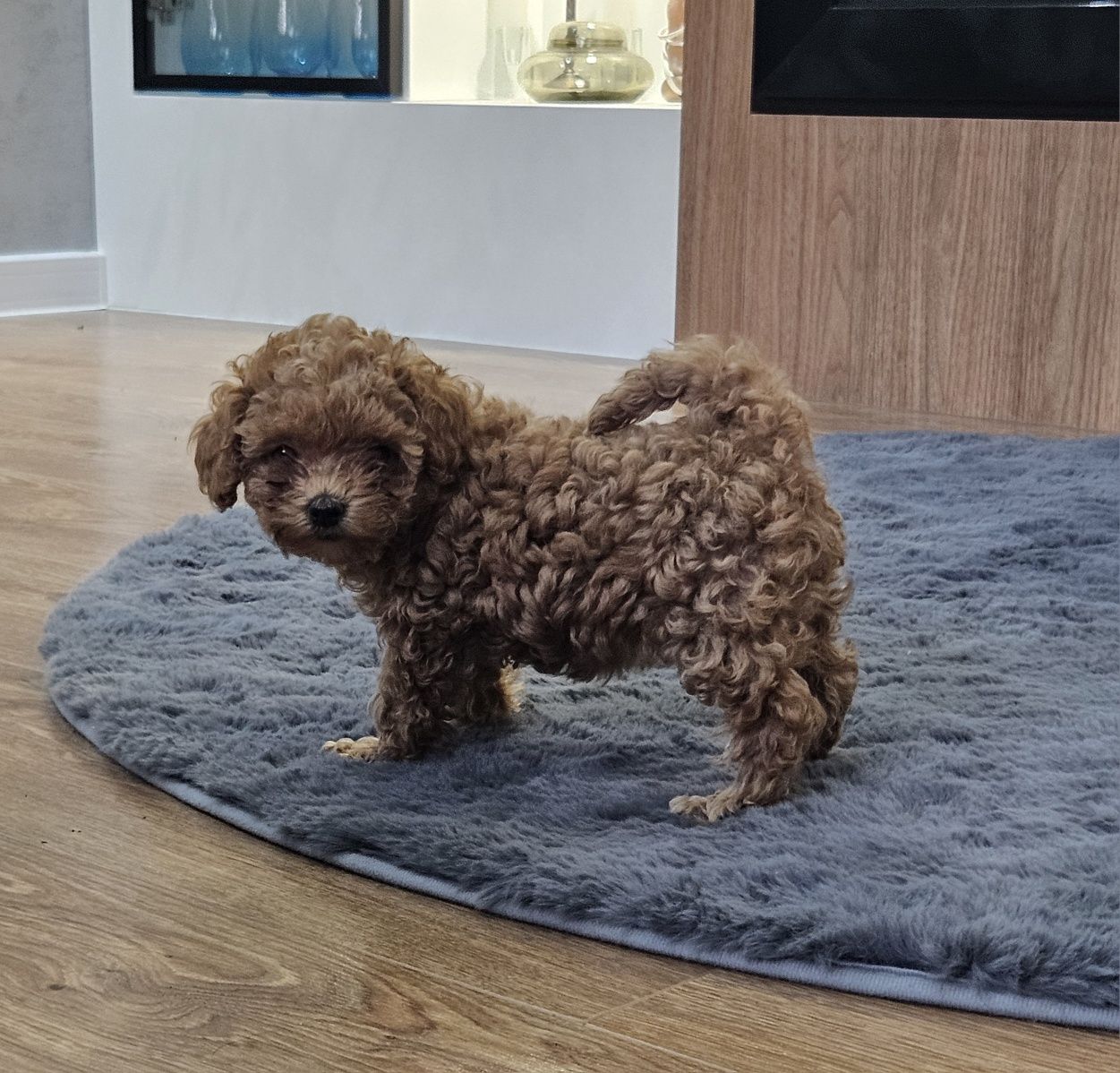 Maltipoo F1B - maltipoo x pudel toy, suczka