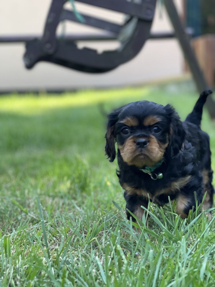 Cavalier king charles spaniel