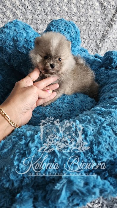 Piesek Szpic miniaturowy/ Pomeranian PASZPORT!!