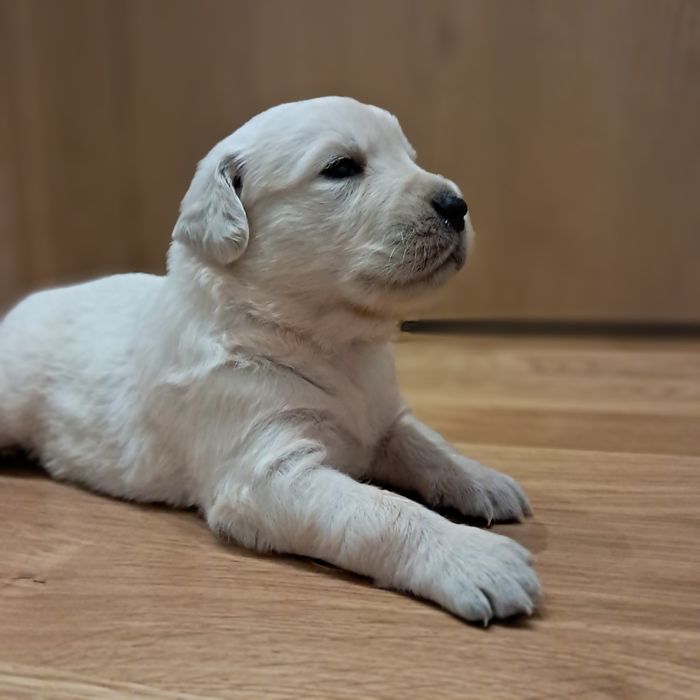 Golden retriever-rezerwacja