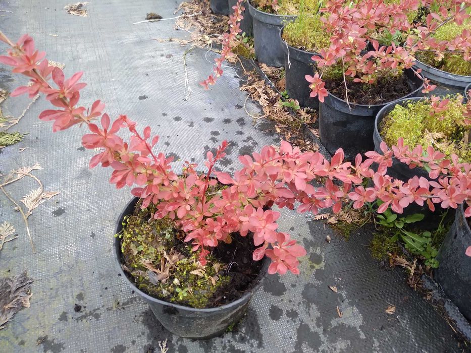 Berberys  Berberis thunbergii