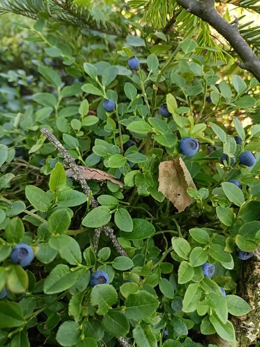 Istebna Domki całoroczne wolne terminy