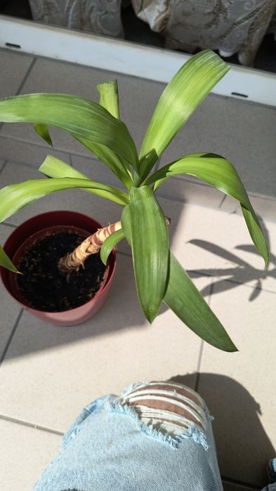 Roslina Spineless Yucca, Yucca Gigantea