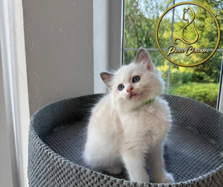 Słodki uroczy kocur ragdoll rodowód FPL FiFe śliczny