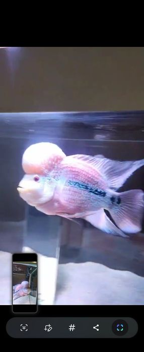 Flowerhorn macho xxl e femea