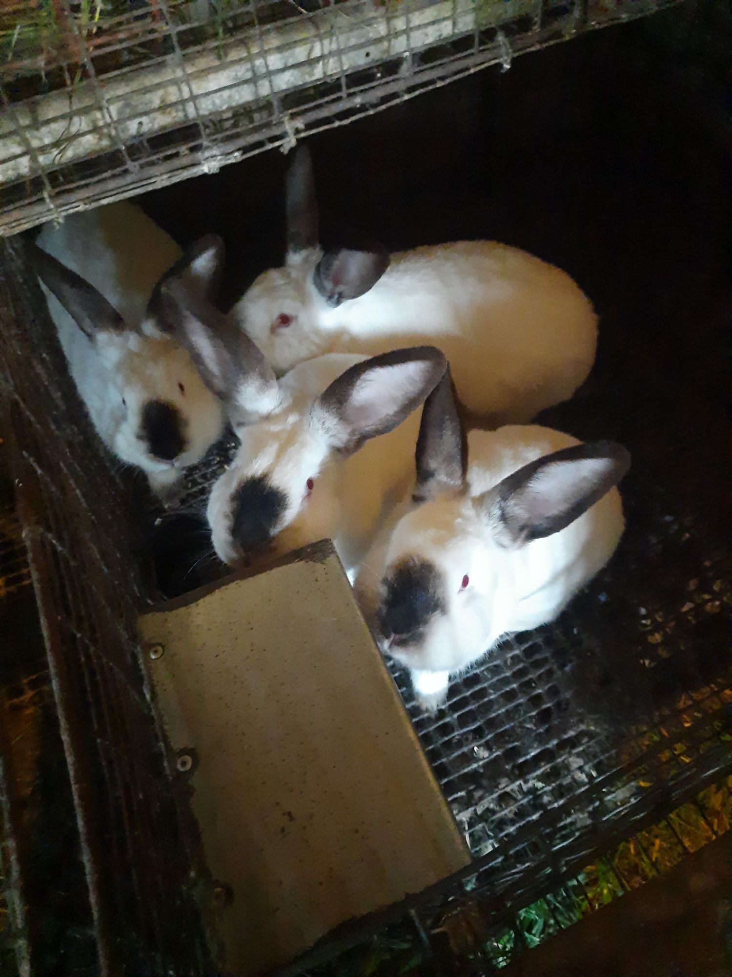 Продам кроликів каліфорнійської породии