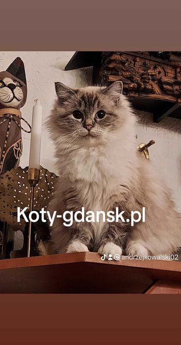 Ragdoll WCF/PZF.PROFESJONALNA hodowla, badania Genetyczne X..2025
