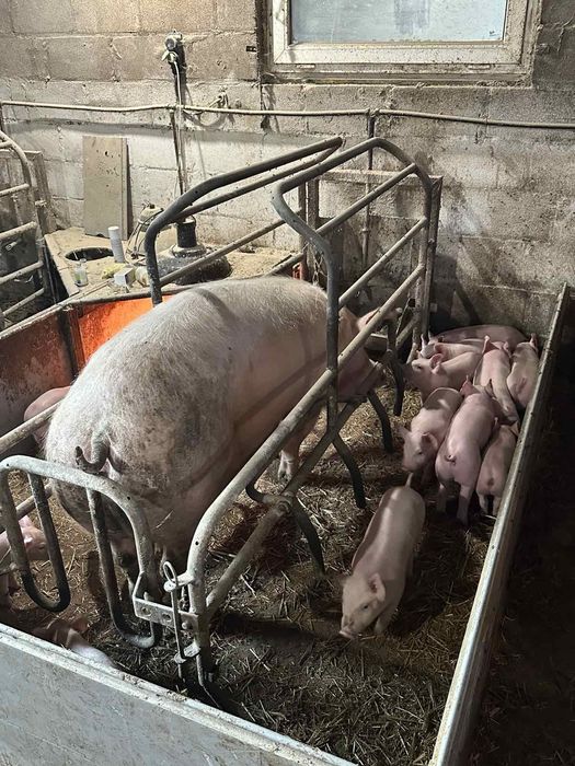 Продам Поросят Трьохпородок