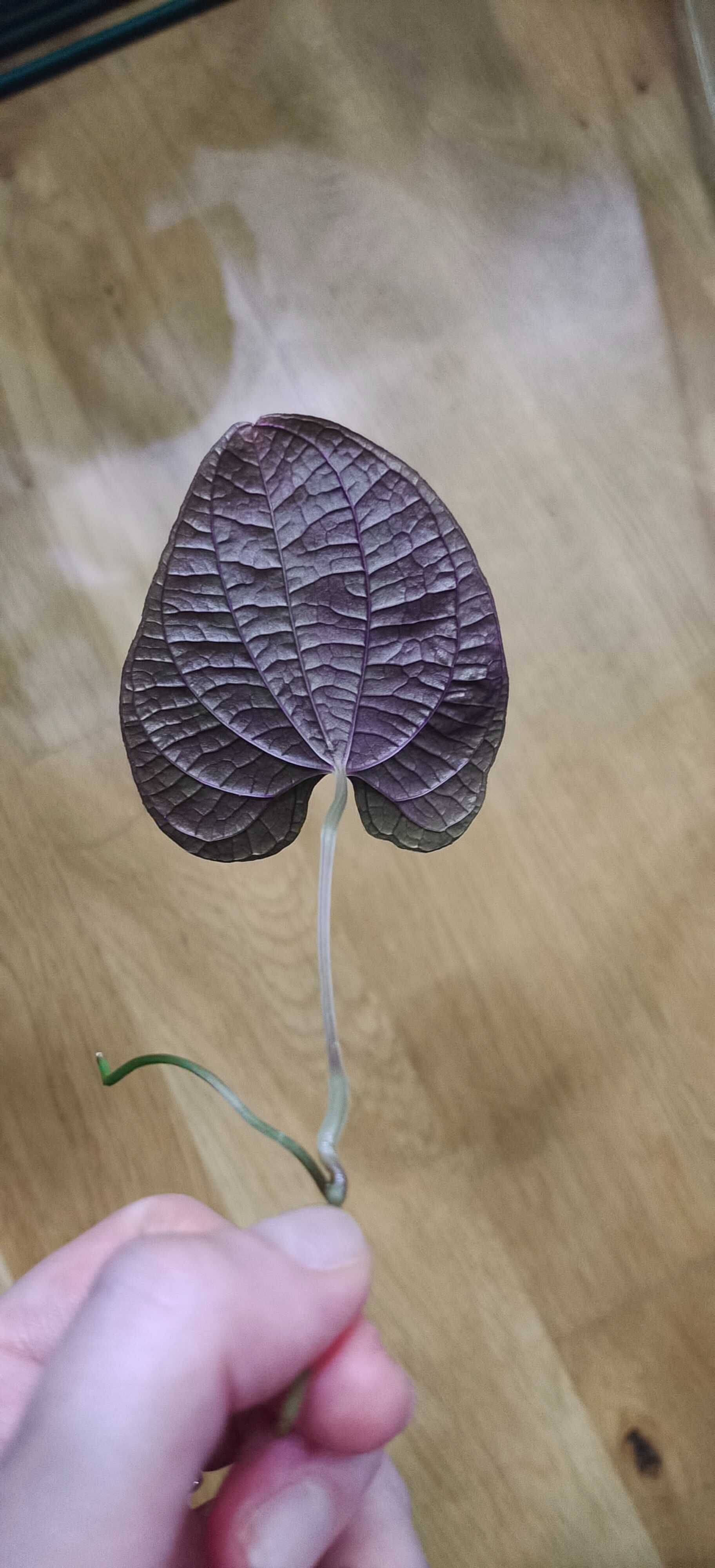 Dioscorea discolor