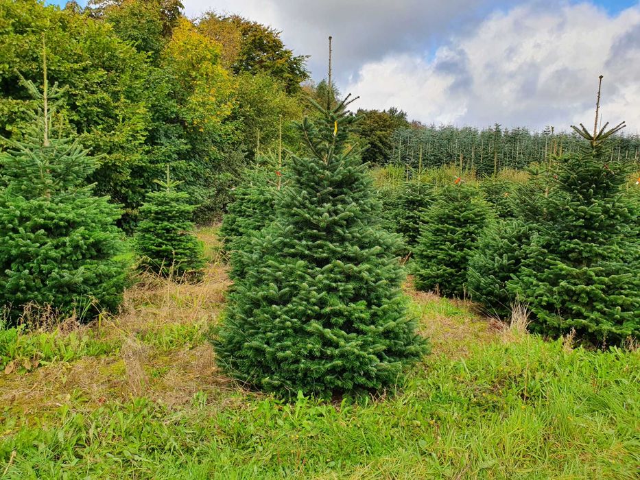 Jodła Kaukaska z plantacji cięta lub w donicy - tuchoinki.pl PLANTACJE