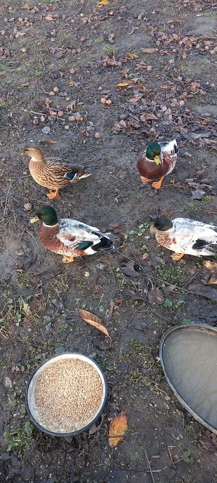 Kaczki ozdobne call duck