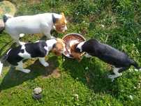 Beagle szczeniak