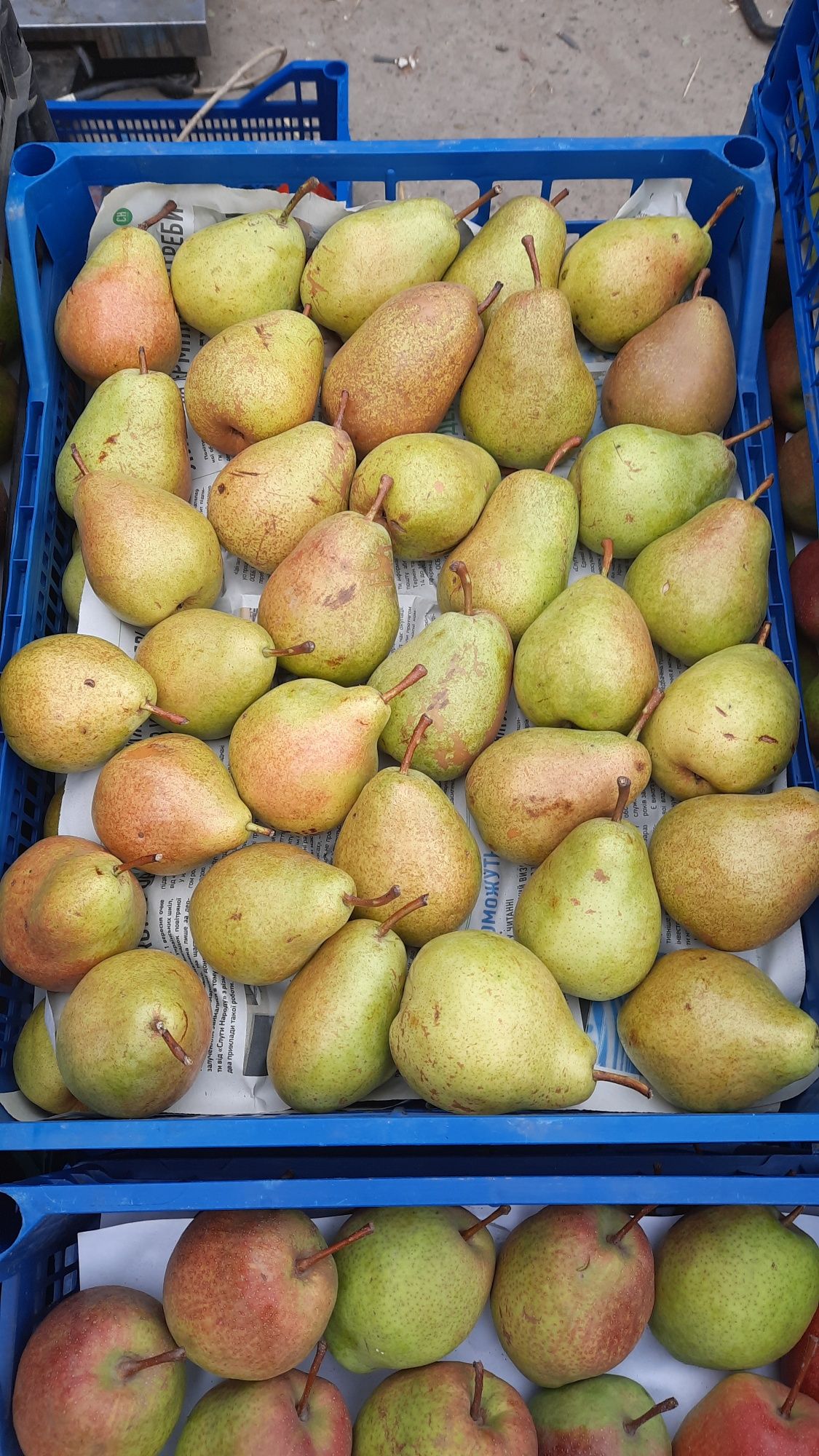 Груша Рікс, Киргизька