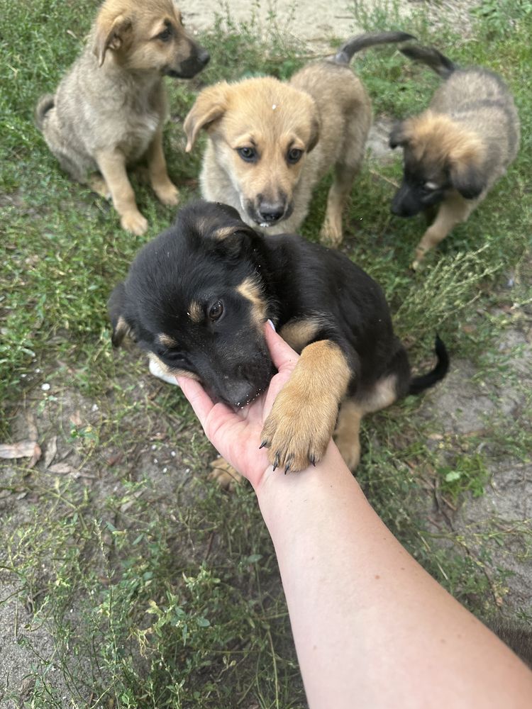 Щенки пгт Безлюдовка