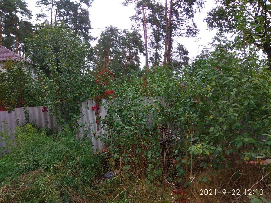 Продам ділянку в Бучі Лісовій від хазяїна!!