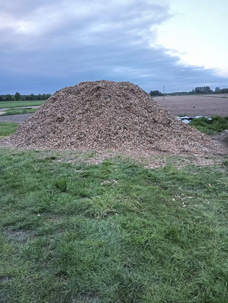 Zrębki           .