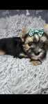 Sprzedam pieska Yorkshire terrier