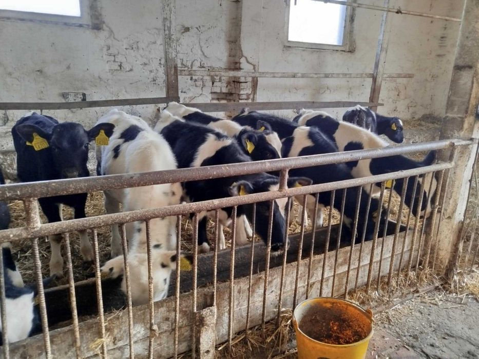 Sprzedam Byczki Żarłaki