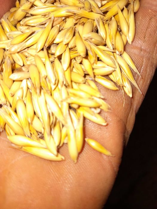 Owies Bingo pierwszy odsiew