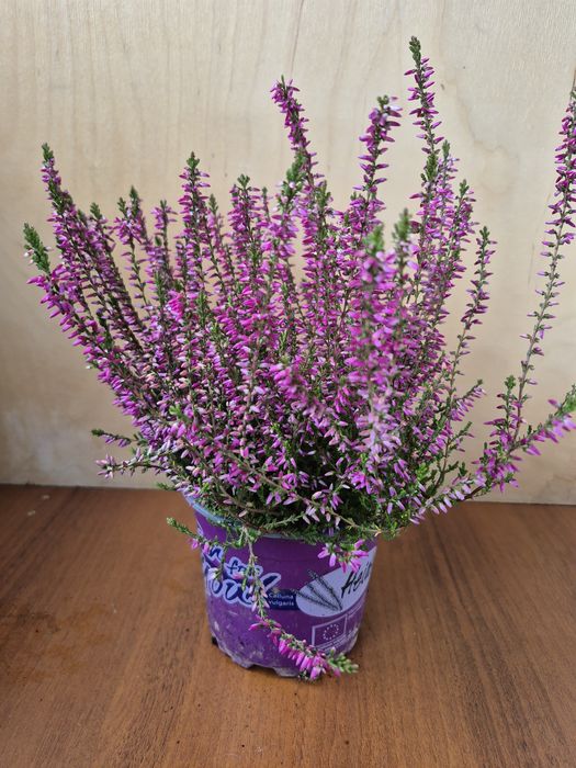 Каллуна або вереск