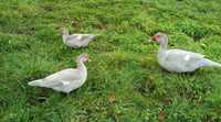 Jaja lęgowe kaczek francuskich (piżmowych)