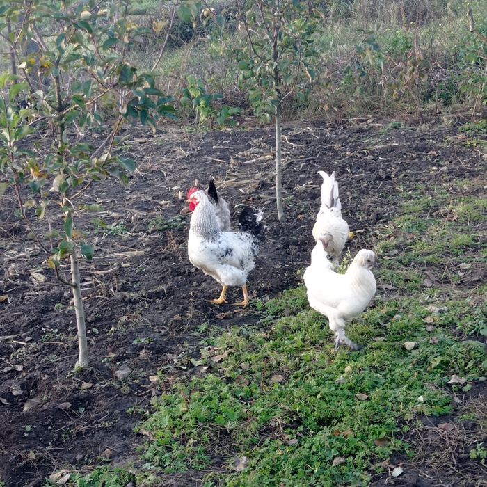 Інкубаційне яйце чубатих несучок