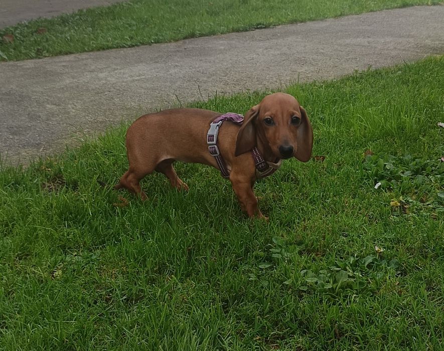 Jamnik miniaturowy krótkowłosy