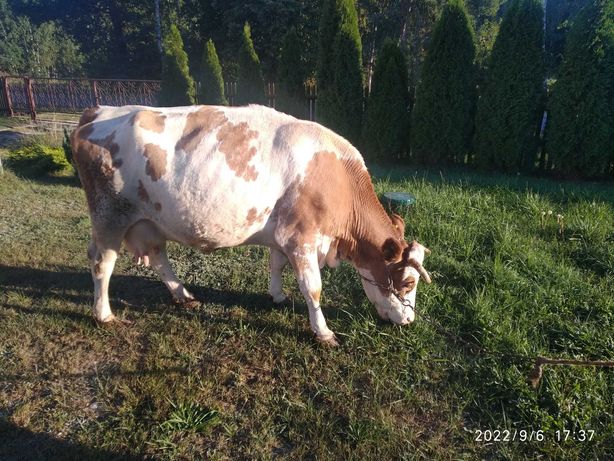 Krowa mleczna po cielaku.
