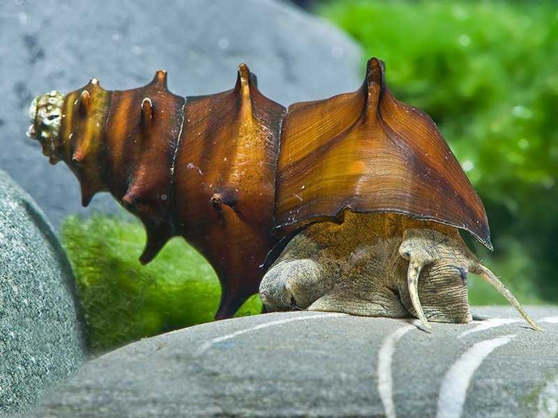 Улитки неритины разные пагода  кролики фаунусы моллюски