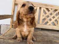 Piesek Cocker Spaniel angielski biszkoptowy