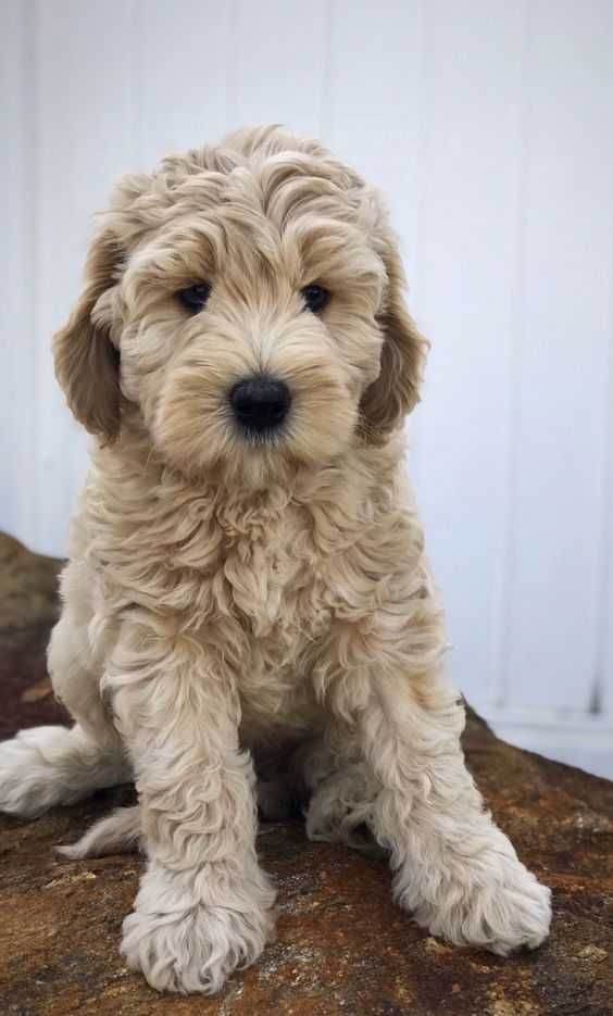 Mini Labradoodle szczeniak F 1 b