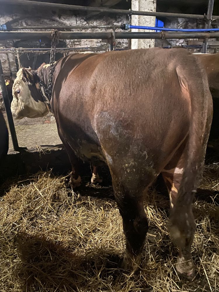 Byki 100% hereford