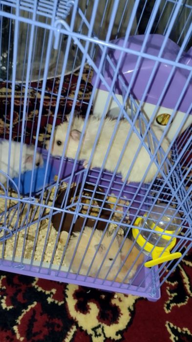 Продам Хомяков королевские