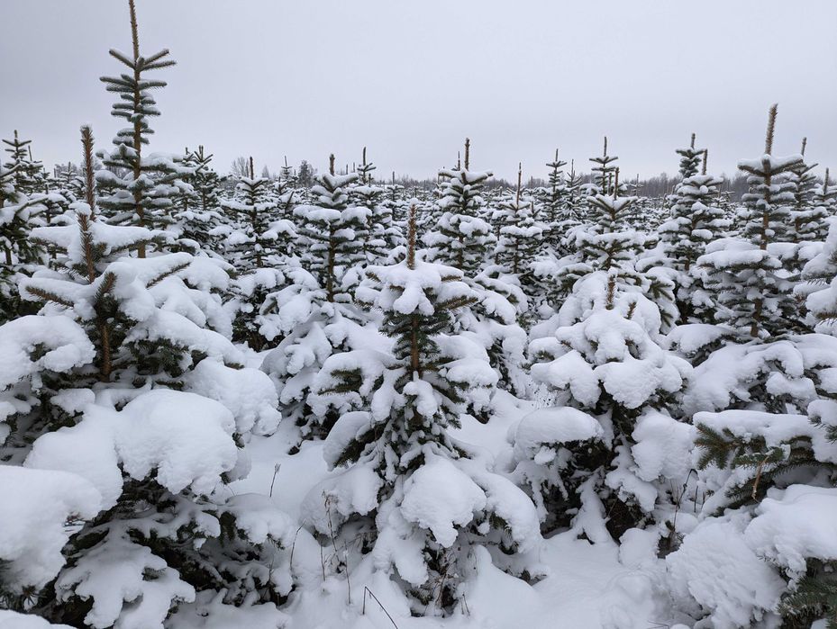 Choinki - Świerk Srebrny oraz Świerk Pospolity Formowany