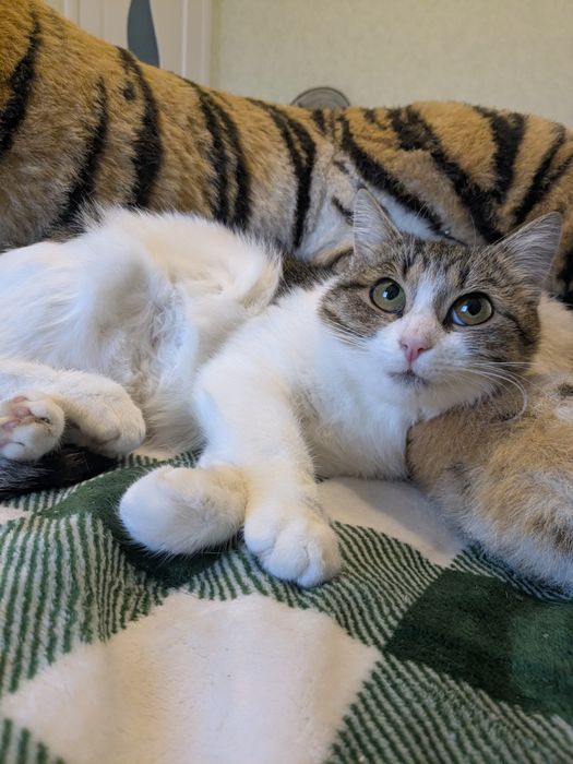 Киця Міра стерильна шукає родину