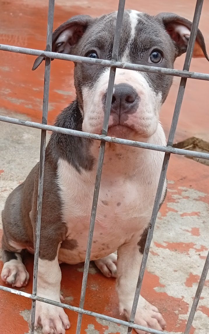 American Staffordshire Terrier