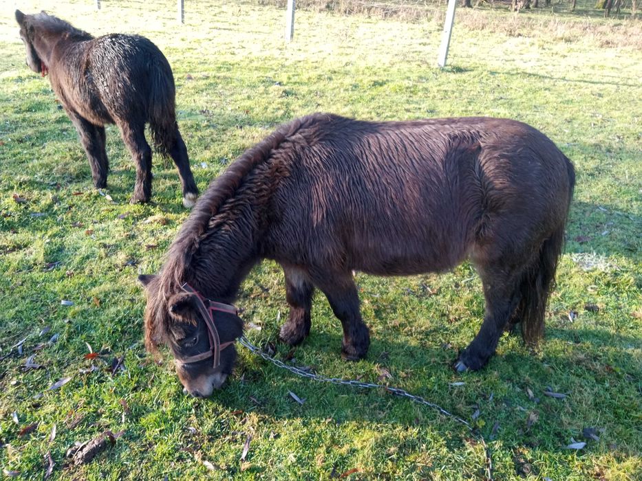 Sprzedam 3 klaczki  kucyka