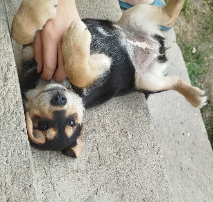 Oddam suczke w dobre ręce