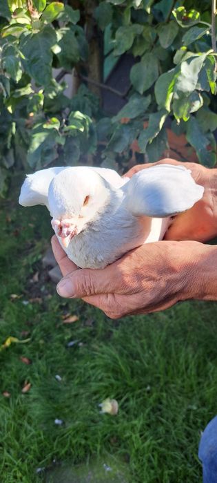 Sprzedam gołębie homery