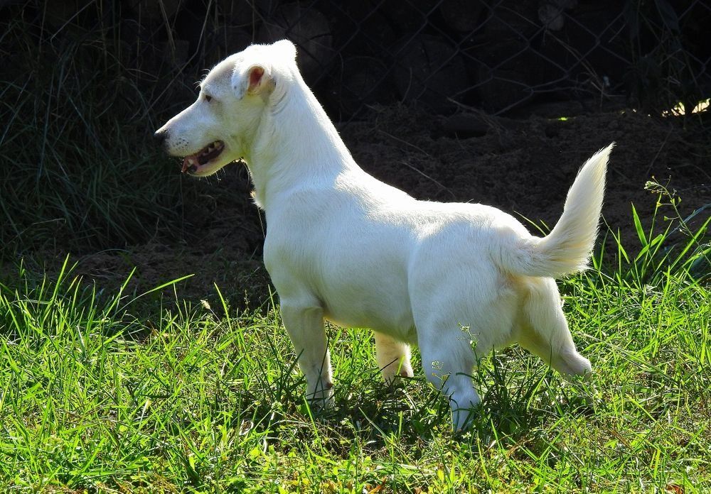 Śliczny piesek Jack Russell Terrier
